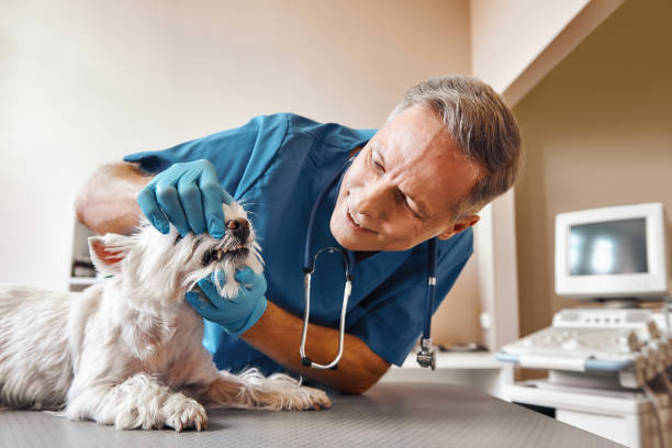 Best Emergency Root Canal Therapy in Bourg, LA